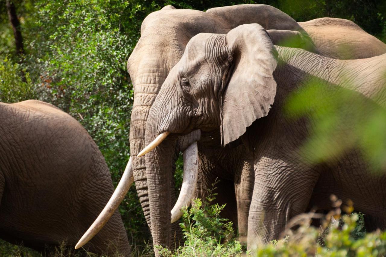 Karongwe Portfolio - Becks Safari Lodge Karongwe Game Reserve Экстерьер фото