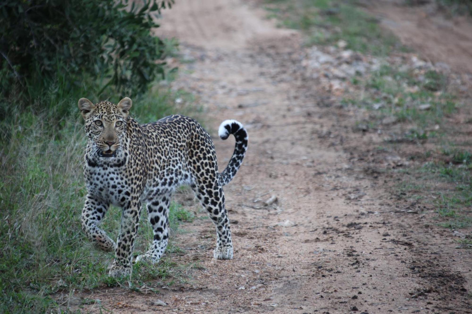 Karongwe Portfolio - Becks Safari Lodge Karongwe Game Reserve Экстерьер фото