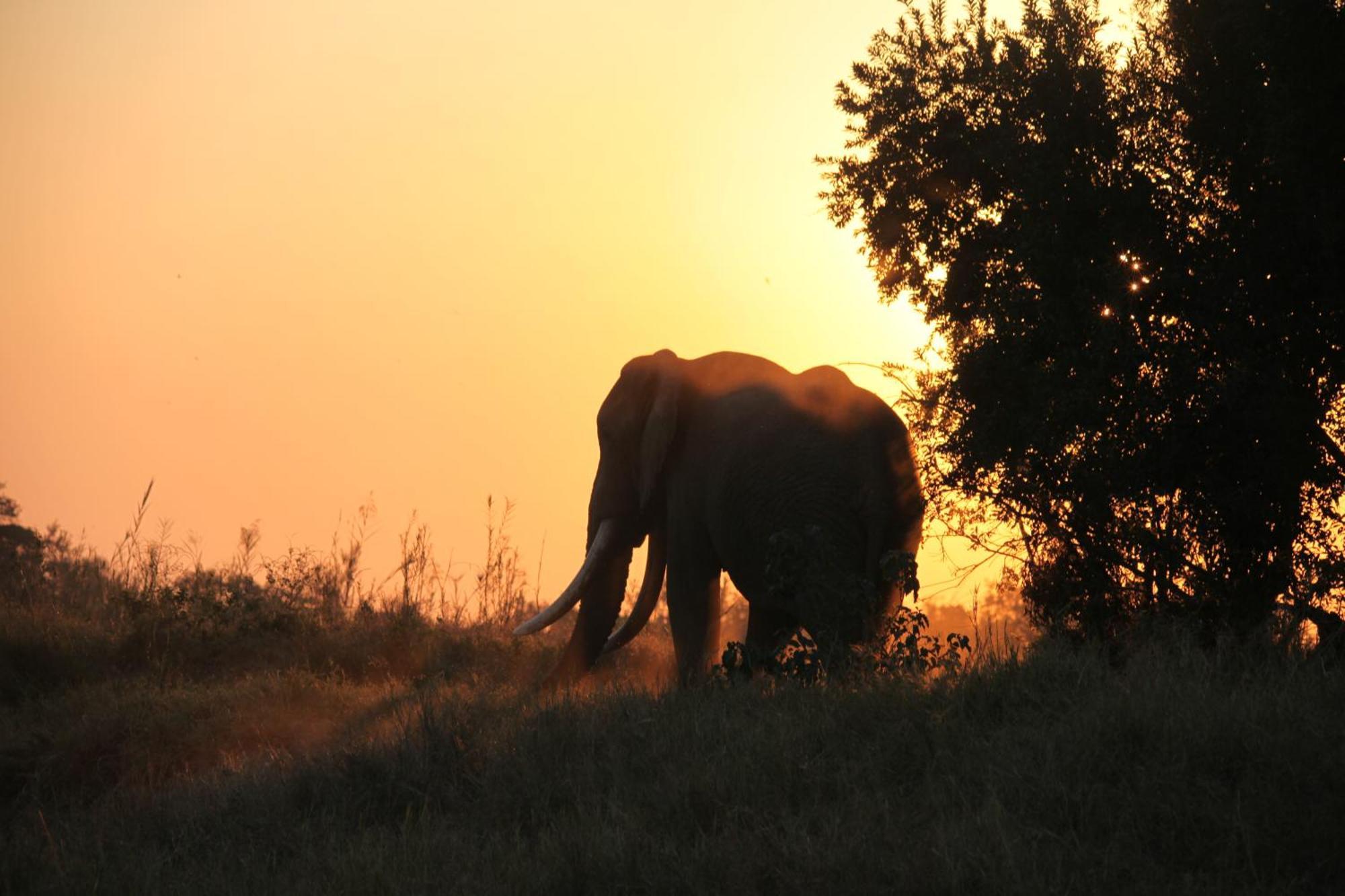 Karongwe Portfolio - Becks Safari Lodge Karongwe Game Reserve Экстерьер фото