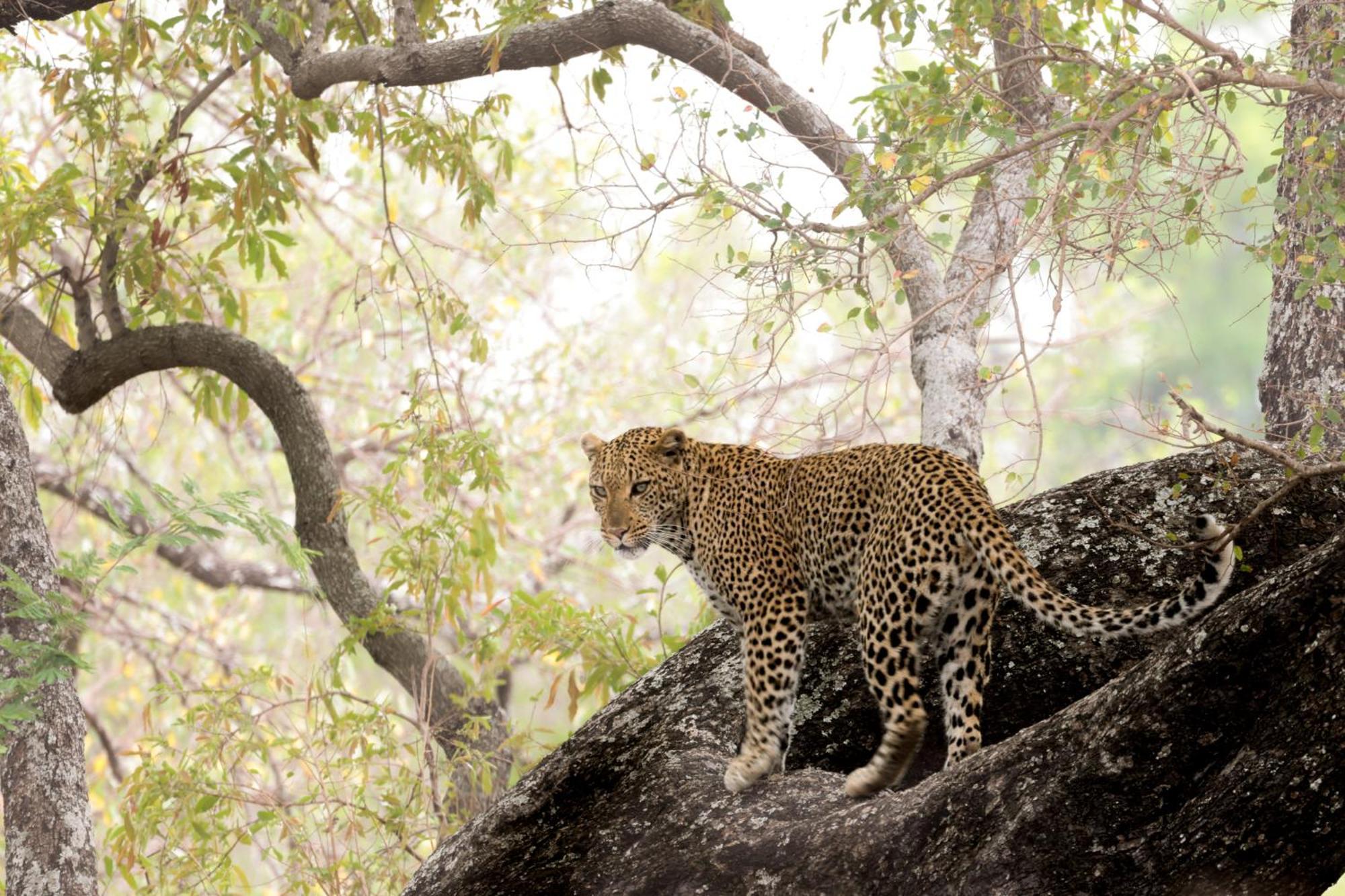 Karongwe Portfolio - Becks Safari Lodge Karongwe Game Reserve Экстерьер фото