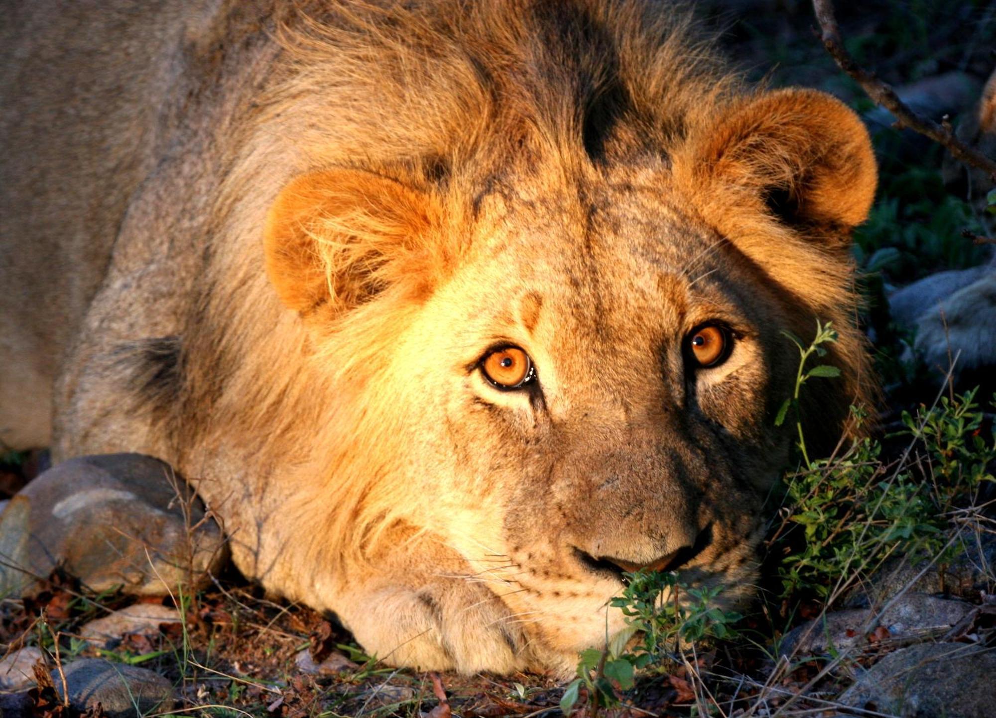 Karongwe Portfolio - Becks Safari Lodge Karongwe Game Reserve Экстерьер фото