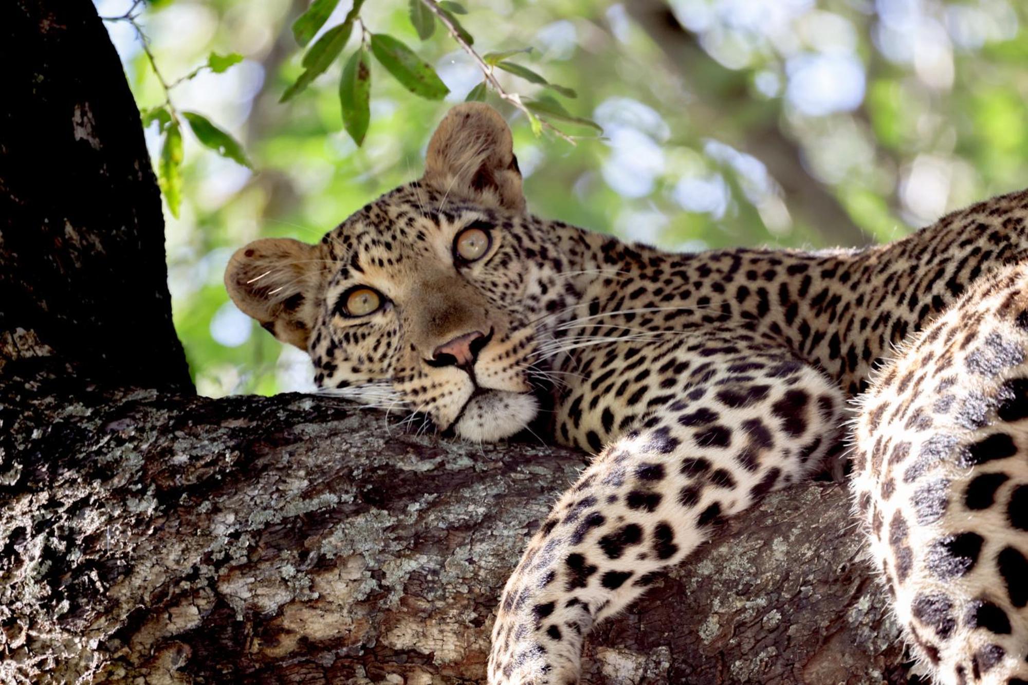 Karongwe Portfolio - Becks Safari Lodge Karongwe Game Reserve Экстерьер фото