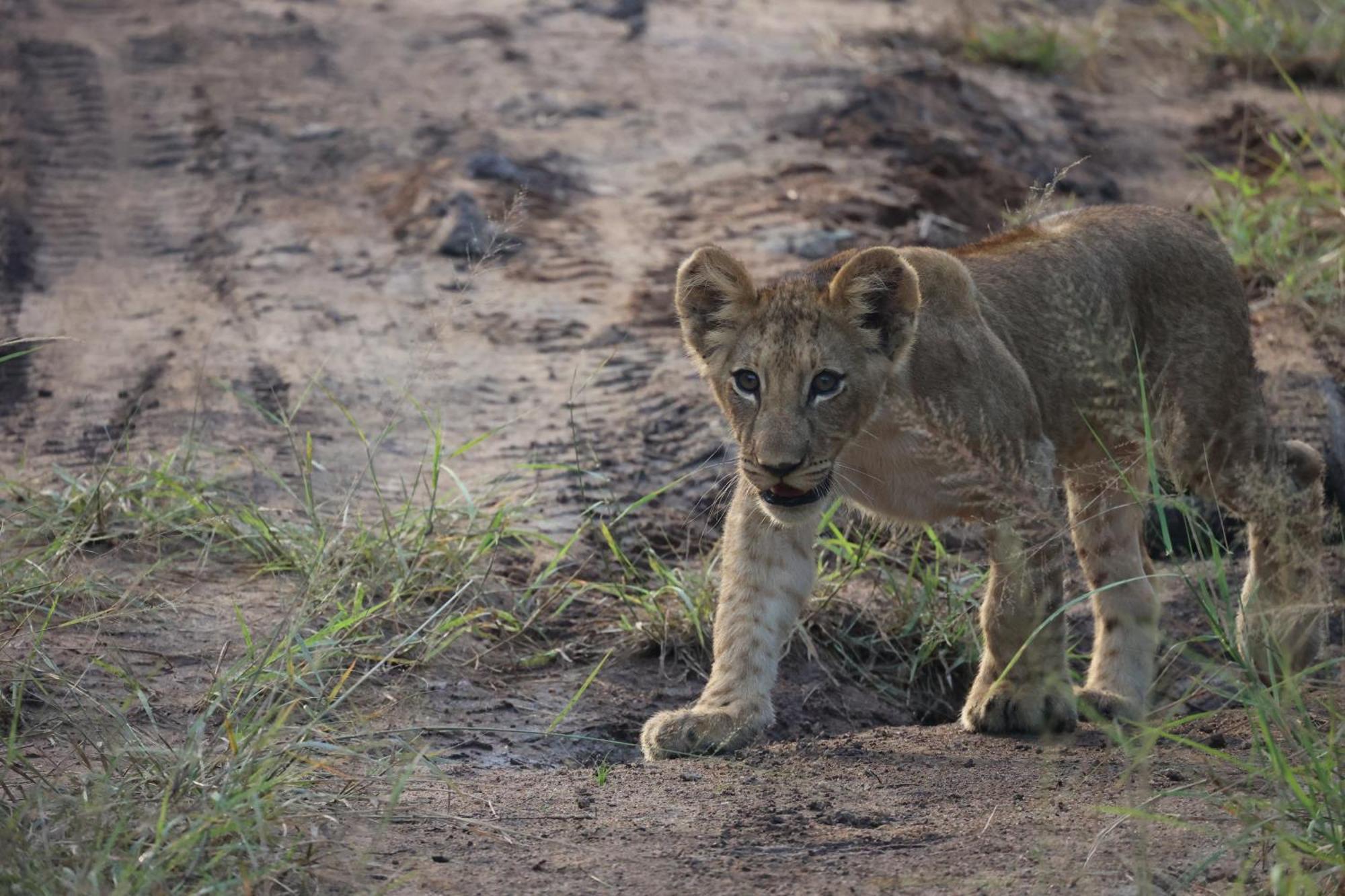 Karongwe Portfolio - Becks Safari Lodge Karongwe Game Reserve Экстерьер фото