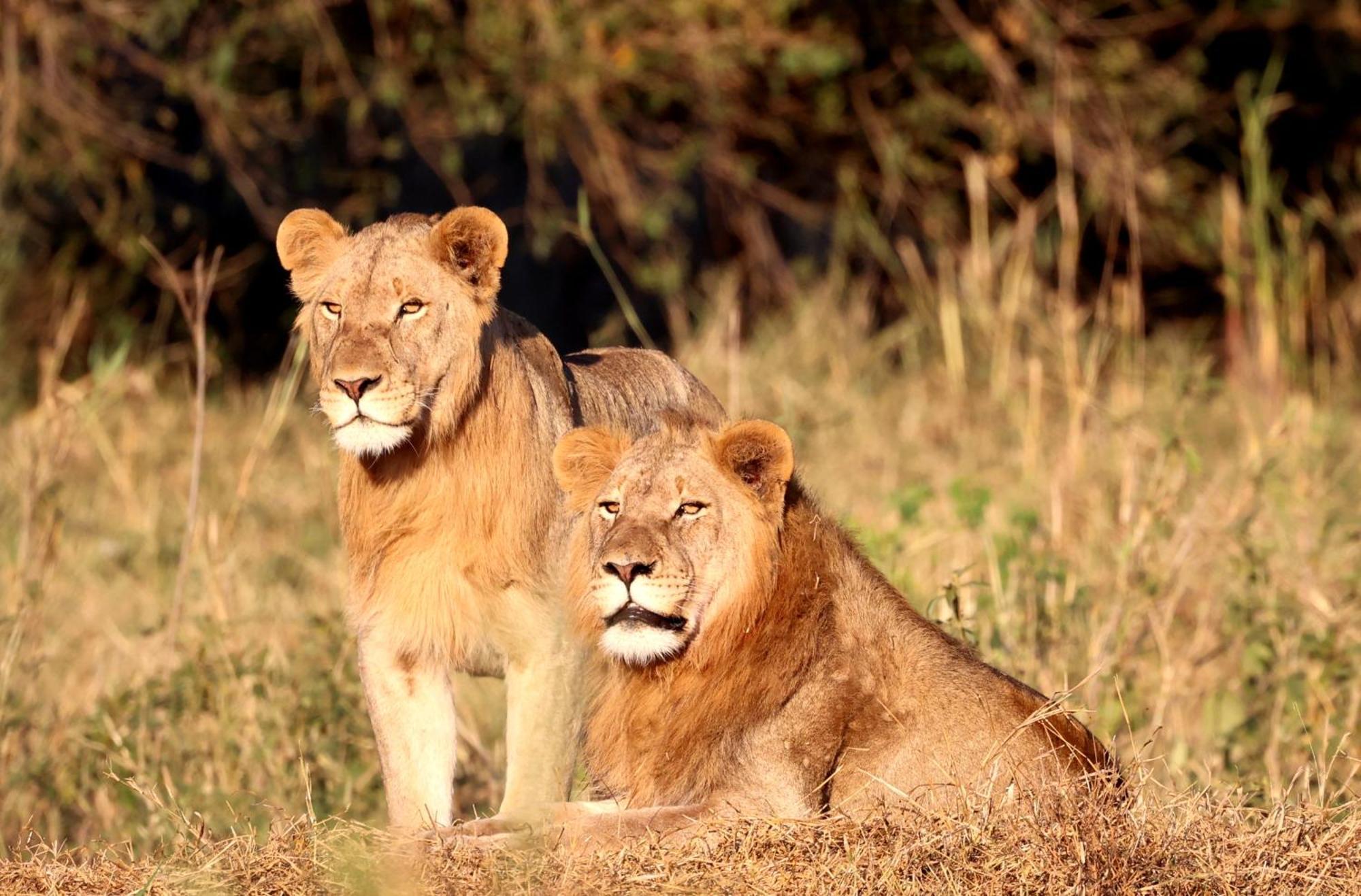 Karongwe Portfolio - Becks Safari Lodge Karongwe Game Reserve Экстерьер фото