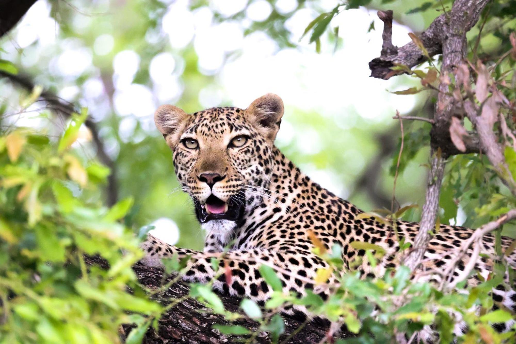 Karongwe Portfolio - Becks Safari Lodge Karongwe Game Reserve Экстерьер фото
